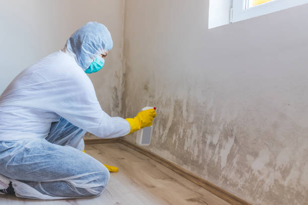 Licensed Attic Mold Removal service in Trenton, IL - WQB Mold Removal