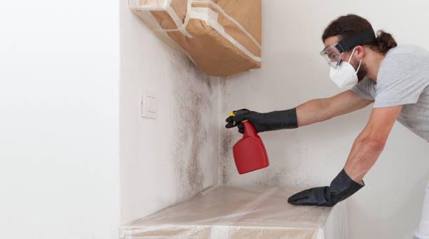 Professional Attic Mold Removal technician working in Trenton, IL