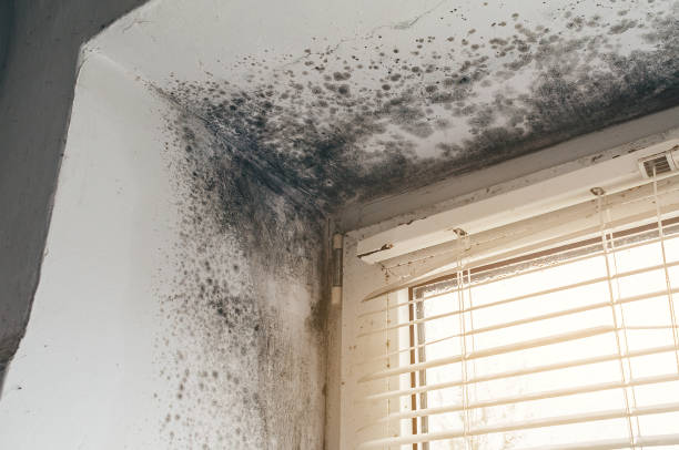 Affordable Attic Mold Removal solutions in Trenton, IL