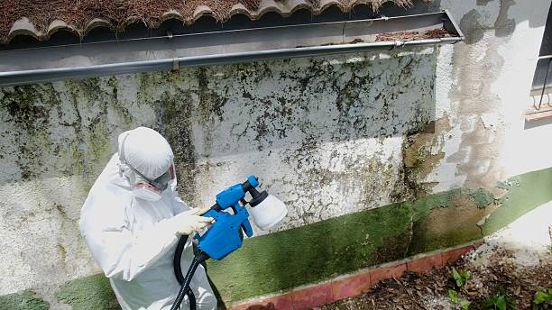 Top rated local Attic Mold Removal specialists in Trenton, IL